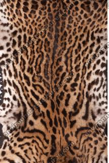 tiger fur 0002